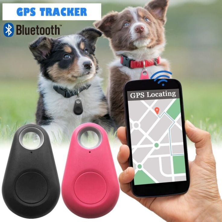 Trackers animaux